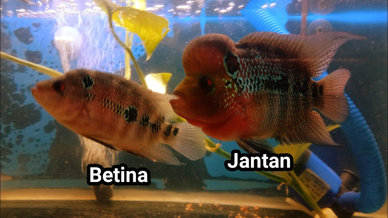 Cara Mudah Membedakan Ikan Louhan Jantan Dan Betina Akuatik Blog